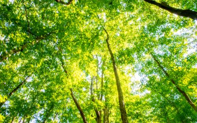 Hoosier National Forest, A Half Century Detour to the Amazon Rainforest