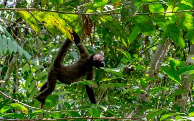 PHOTO ALBUM: Maikuchiga Monkey Sanctuary, Mocagua, Colombia, Upper Amazon River