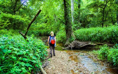 PROJECT: Back to the Charles C. Deam Wilderness: A Half Century Later