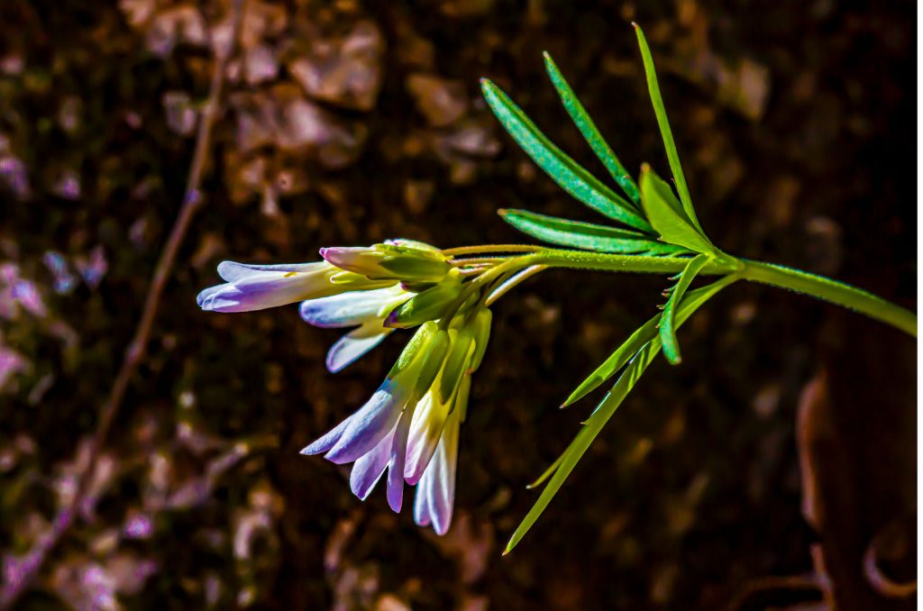 Spring Beauties, Charles C. Deam Wilderness, Hoosier National Forest