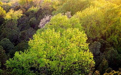 NEWS ARTICLE: Deam Wilderness: Midwest’s Largest Block of Undisturbed Forest Targeted for Enhanced Protection