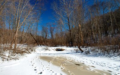 BACK TO THE DEAM WILDERNESS: First Steps — Panther Creek Hollow, Almost