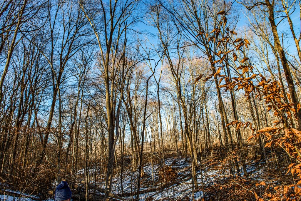Mt. Carmel Fault, Charles C. Deam Wilderness, Hoosier National Forest