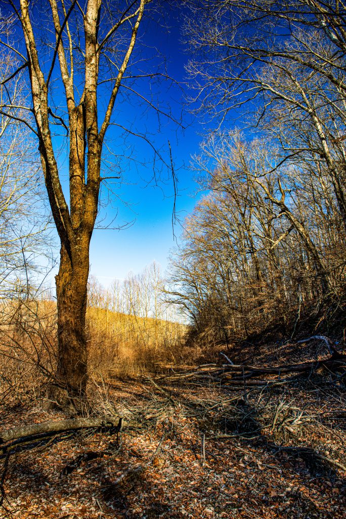 Panther Creek Hollow, Hoosier National Forest