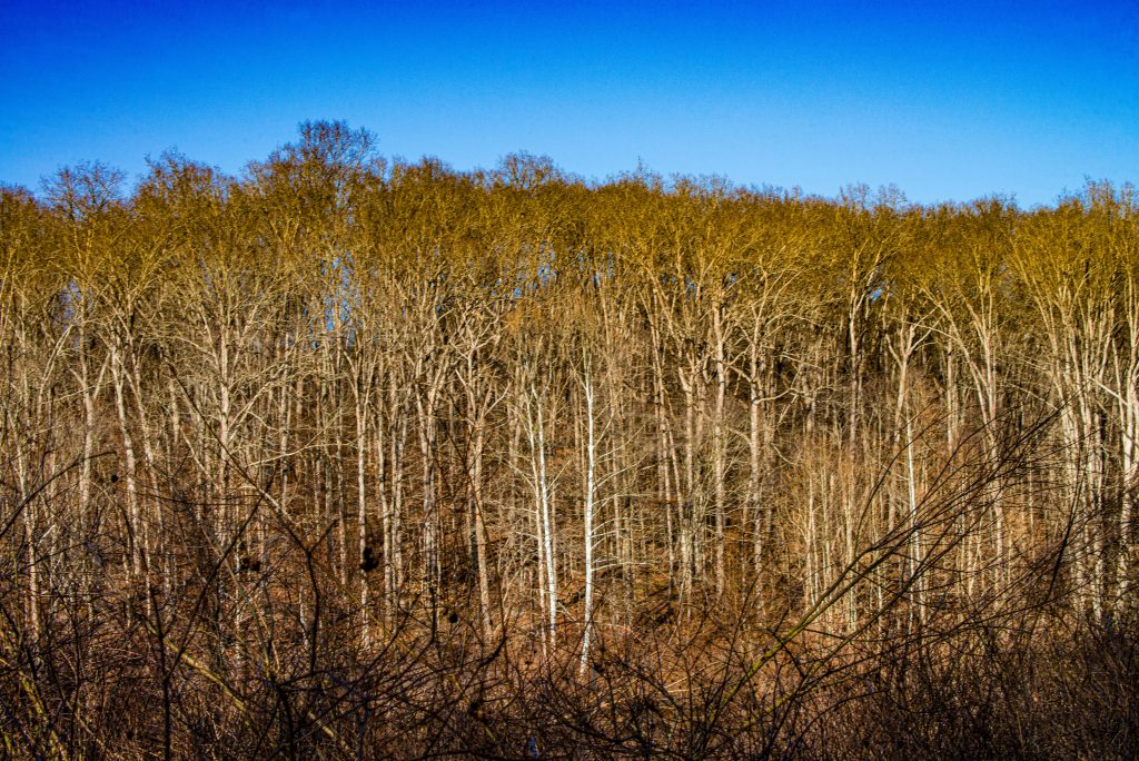 Panther Creek Hollow, Hoosier National Forest