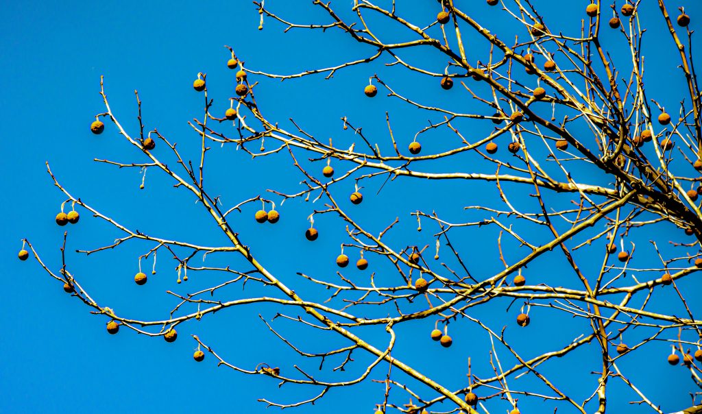 Panther Creek Hollow, Hoosier National Forest