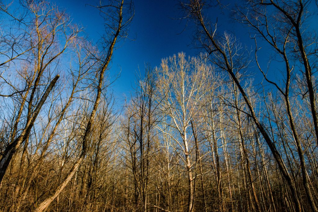 Panther Creek Hollow, Hoosier National Forest