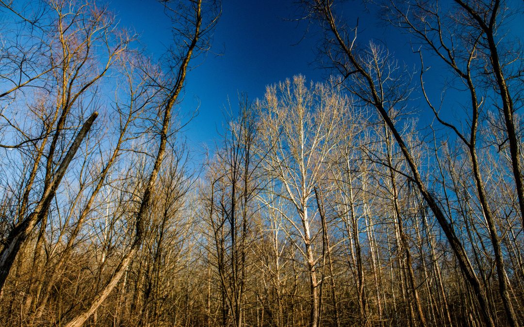 PHOTO ALBUM: Deam Wilderness – Panther Creek Hollow, Crooked Creek