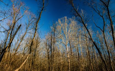 PHOTO ALBUM: Deam Wilderness – Panther Creek Hollow, Crooked Creek