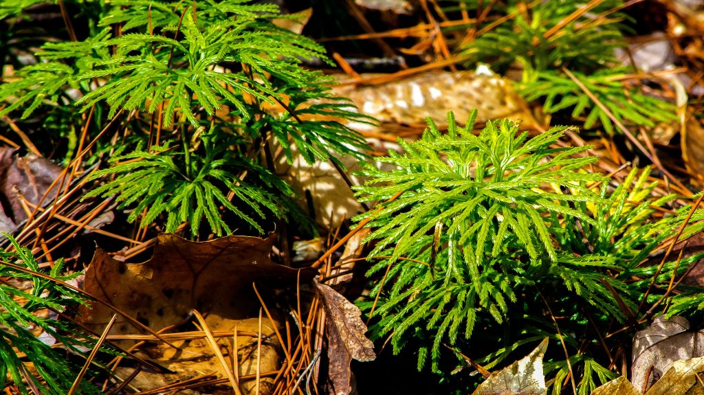 Terrill Ridge Trail, Charles C. Deam Wilderness, Hoosier National Forest
