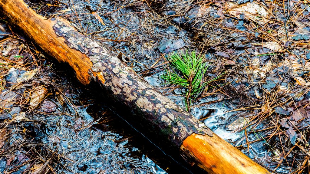 Terrill Ridge Trail, Charles C. Deam Wilderness, Hoosier National Forest