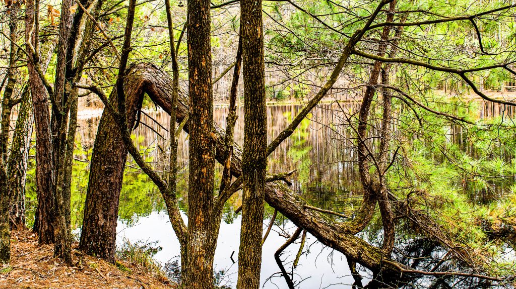 Wildlife Pond, Terrill Ridge Trail, Charles C. Deam Wilderness, Hoosier National Forest
