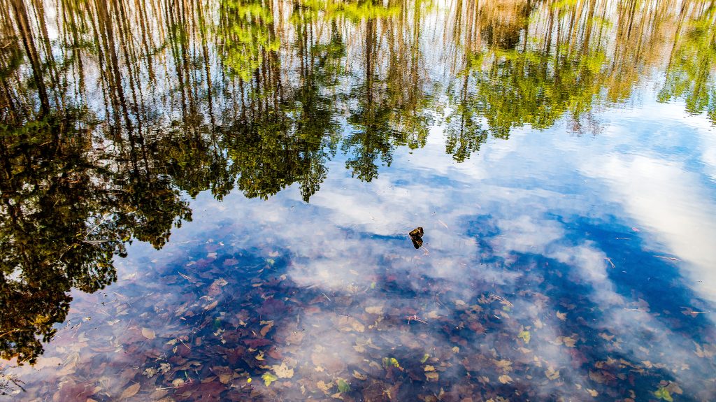 Wildlife Pond, Terrill Ridge, Charles C. Deam Wilderness, Hoosier National Forest