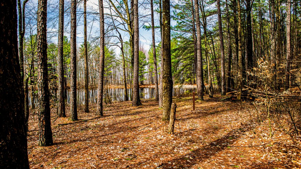 Terrill Ridge Trail, Charles C. Deam Wilderness, Hoosier National Forest