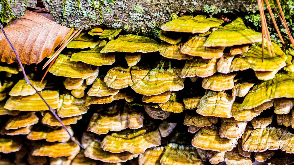 Terrill Ridge Trail, Charles C. Deam Wilderness, Hoosier National Forest