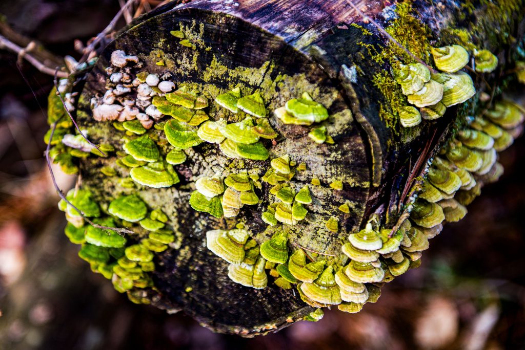 Terrill Ridge Trail, Charles C. Deam Wilderness, Hoosier National Forest