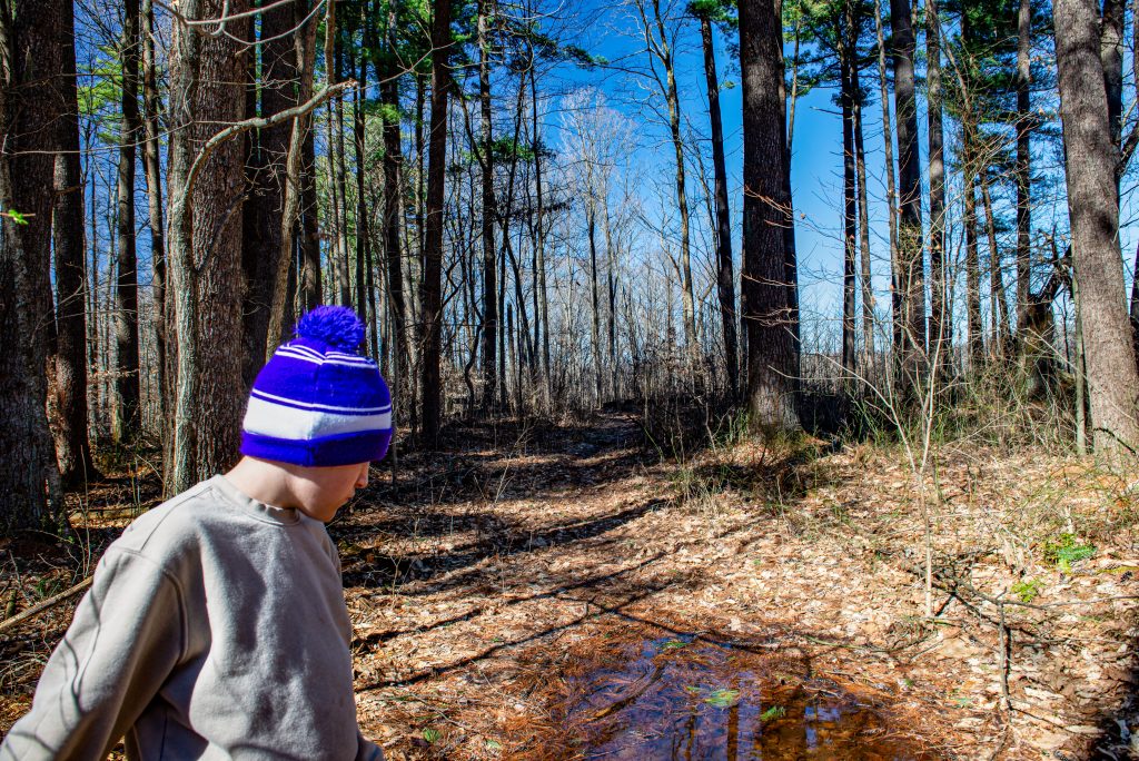 Miller Ridge, Yellowwood State Forest, Hoosier National Forest