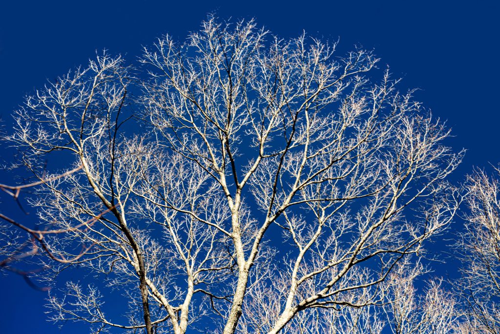 Miller Ridge, Hoosier National Forest