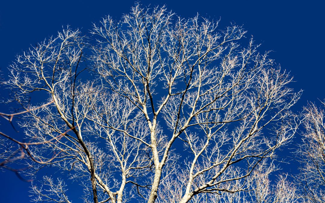PHOTO ALBUM: In search of the Hoosier National Forest’s Miller Ridge Old Growth