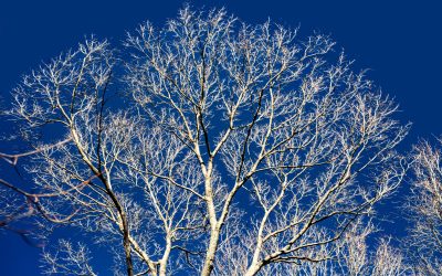 PHOTO ALBUM: In search of the Hoosier National Forest’s Miller Ridge Old Growth