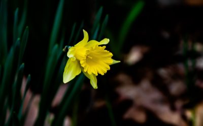 PHOTO ALBUM: Deam Wilderness — Brooks Cabin, Tower Ridge Road, Todd Cemetery, Terrill Ridge Trail