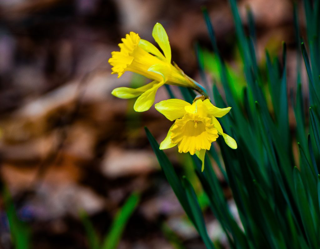 Daffodils, Tower Ridge Road, Charles C. Deam Wilderness, Hoosier National Forest
