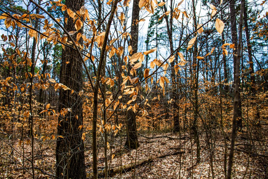 Charles C. Deam Wilderness, Hoosier National Forest