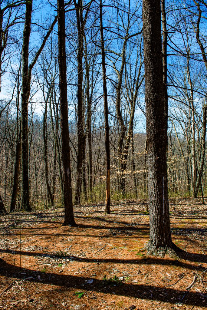 Terrill Ridge Trail, Charles C. Deam Wilderness, Hoosier National Forest