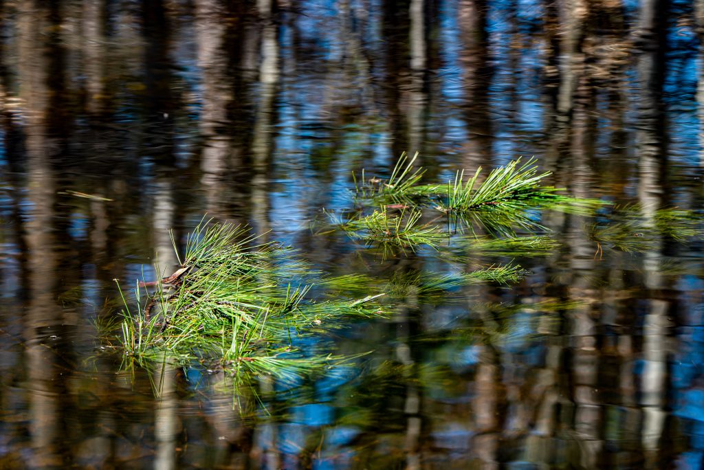 Wildlife Pond, Terrill Ridge Trail, Charles C. Deam Wilderness, Hoosier National Forest