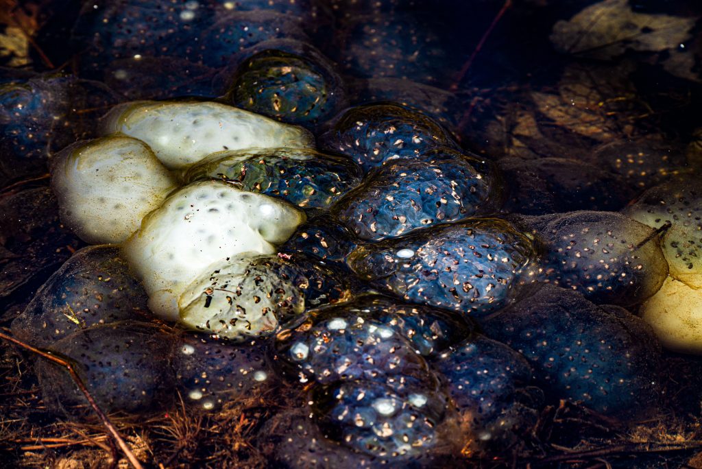 Frog Eggs, Wildlife Pond, Terrill Ridge Trail, Charles C. Deam Wilderness, Hoosier National Forest