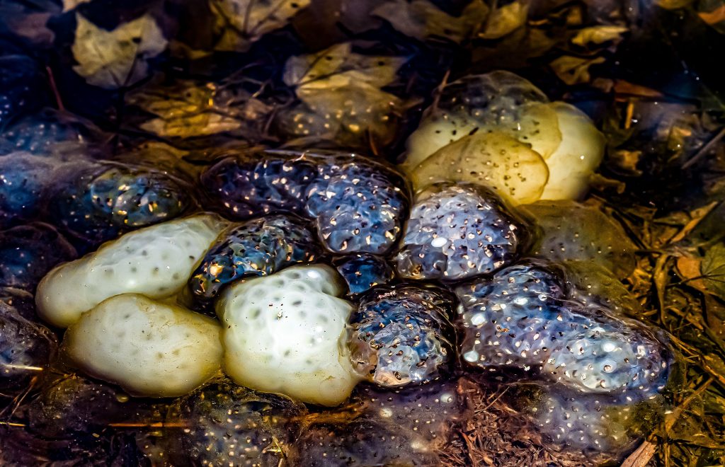 Frog eggs, Terrill Ridge Wildlife Pond, Charles C. Deam Wilderness, Hoosier National Forest