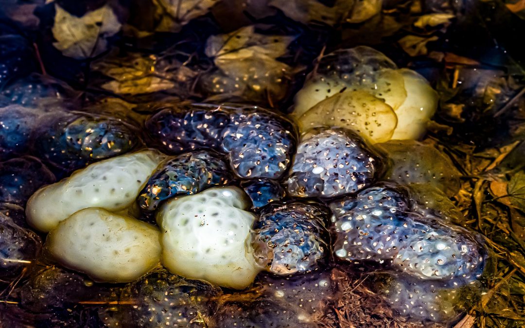 Frog eggs, Terrill Ridge Wildlife Pond, Charles C. Deam Wilderness, Hoosier National Forest