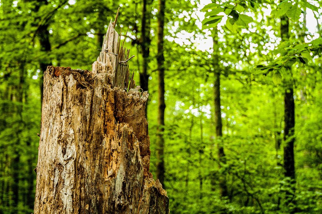 Hayes Trail, Charles C. Deam Wilderness, Hoosier National Forest