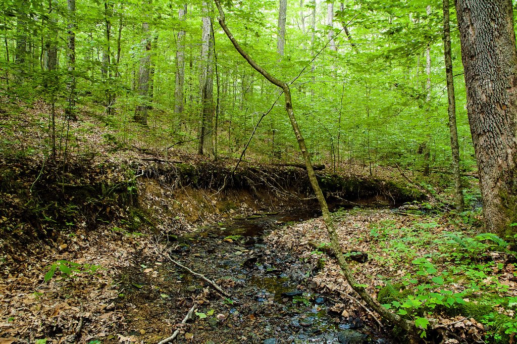 Hayes Trail, Charles C. Deam Wilderness, Hoosier National Forest