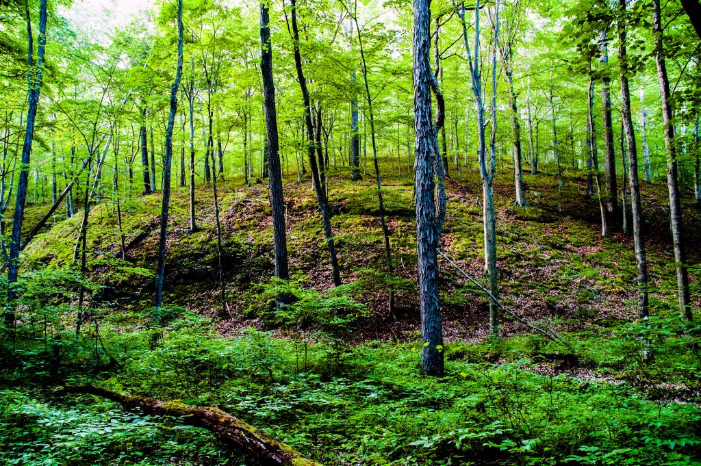 Hayes Trail, Charles C. Deam Wilderness, Hoosier National Forest`