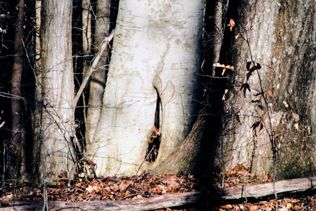 Waldrip Ridge, Hoosier National Forest