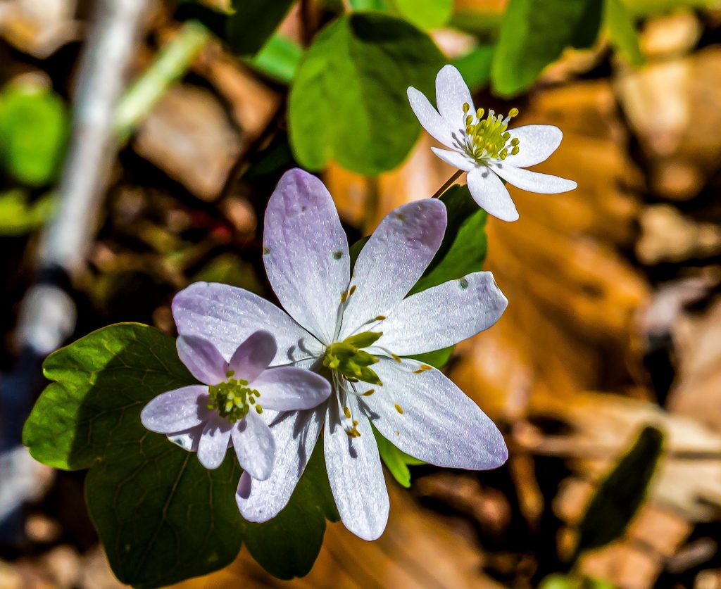 Rue Anemone, Hayes Trail, Charles C. Deam Wilderness, Hoosier National Forest