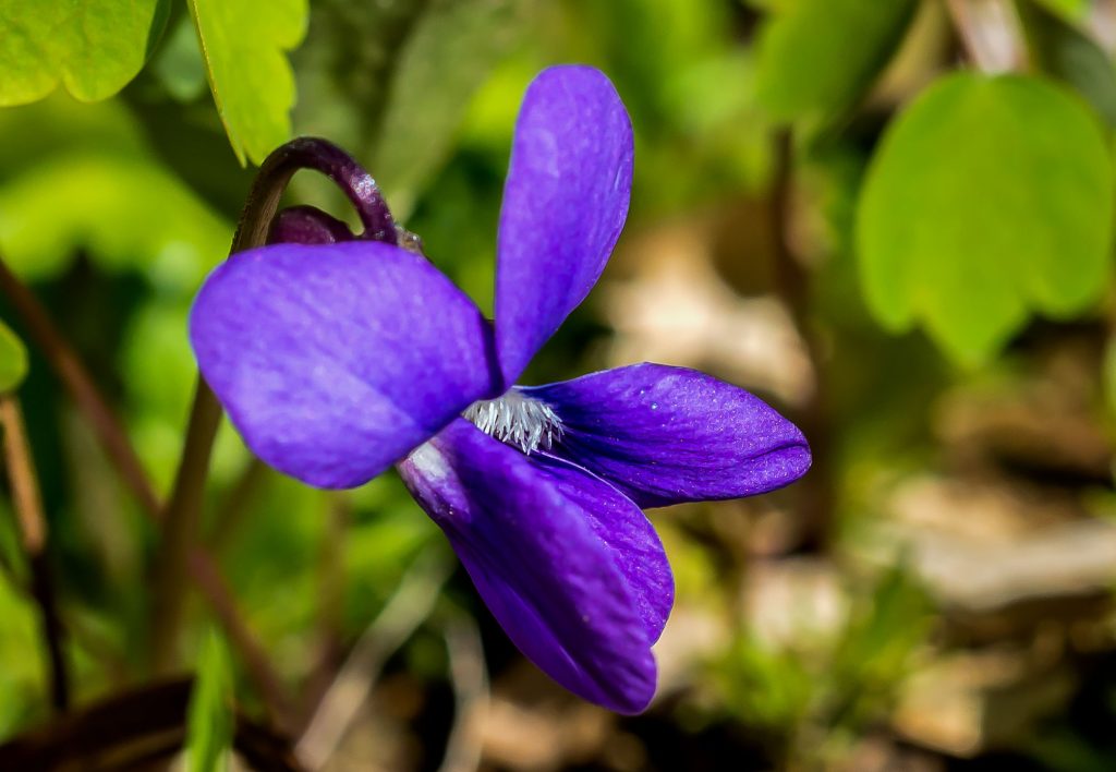 Blue Violet, Hayes Trail, Charles C. Deam Wilderness, Hoosier National Forest