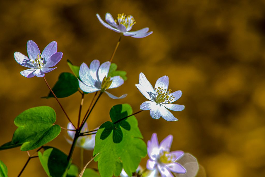 Rue Anemone, Hayes Trail, Charles C. Deam Wilderness, Hoosier National Forest