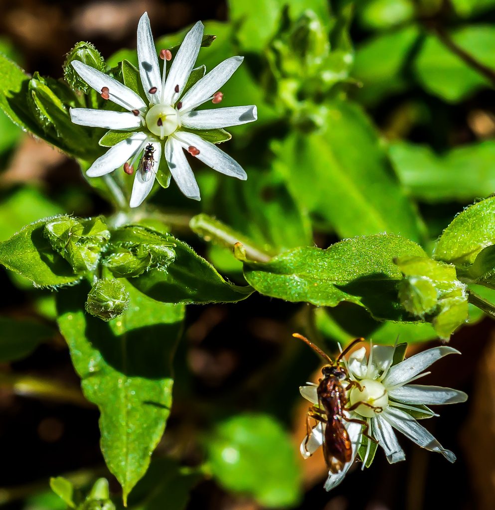 Star Chickweed, Hayes Trail, Charles C. Deam Wilderness, Hoosier National Forest