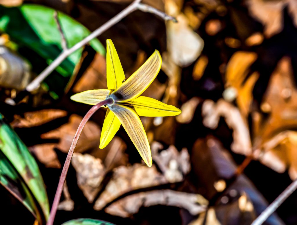 Yellow Trout Lily, Hayes Trail, Charles C. Deam Wilderness, Hoosier National Forest