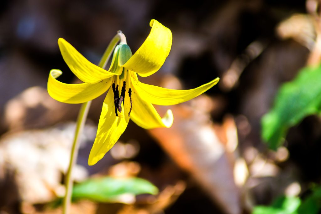Yellow Trout Lily, Hayes Trail, Charles C. Deam Wilderness, Hoosier National Forest