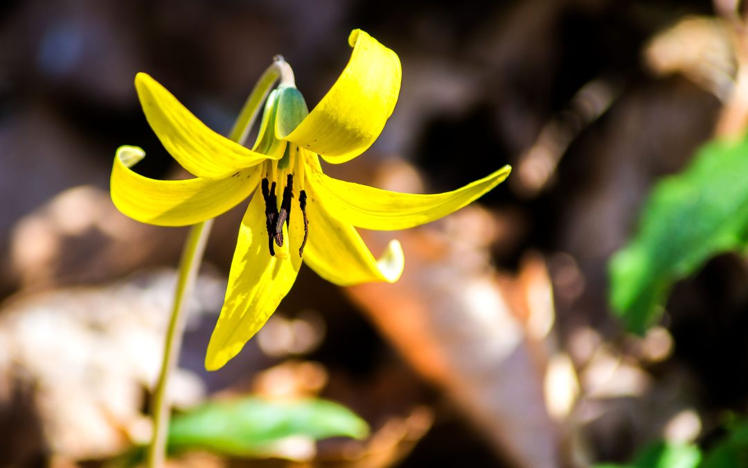Yellow Trout Lily, Hayes Trail, Charles C. Deam Wilderness, Hoosier National Forest