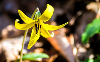 PHOTO ARCHIVE: Charles C. Deam Wilderness — Hayes Trail, 2015, 2016, 2017, 2026