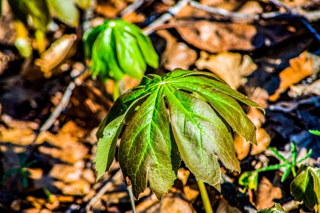 Mayapple, Hayes Trail, Charles C. Deam Wilderness, Hoosier National Forest