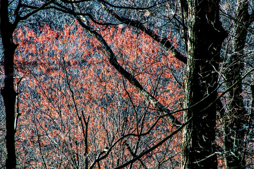 Hayes Trail, Charles C. Deam Wilderness, Hoosier National Forest