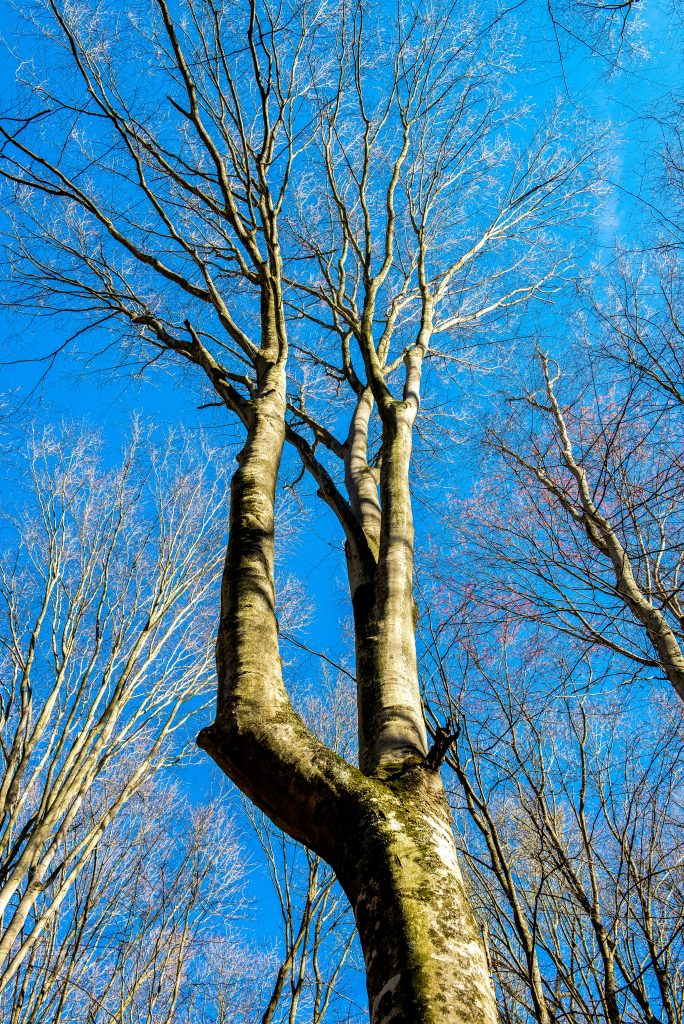 Hayes Trail, Charles C. Deam Wilderness, Hoosier National Forest