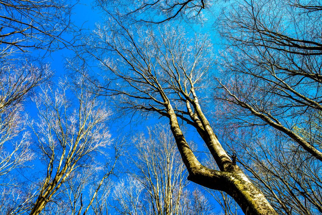 Hayes Trail, Charles C. Deam Wilderness, Hoosier National Forest