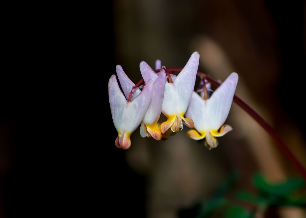 Dutchman's 
Breeches, Hayes Trail, Charles C. Deam Wilderness, Hoosier National Forest
