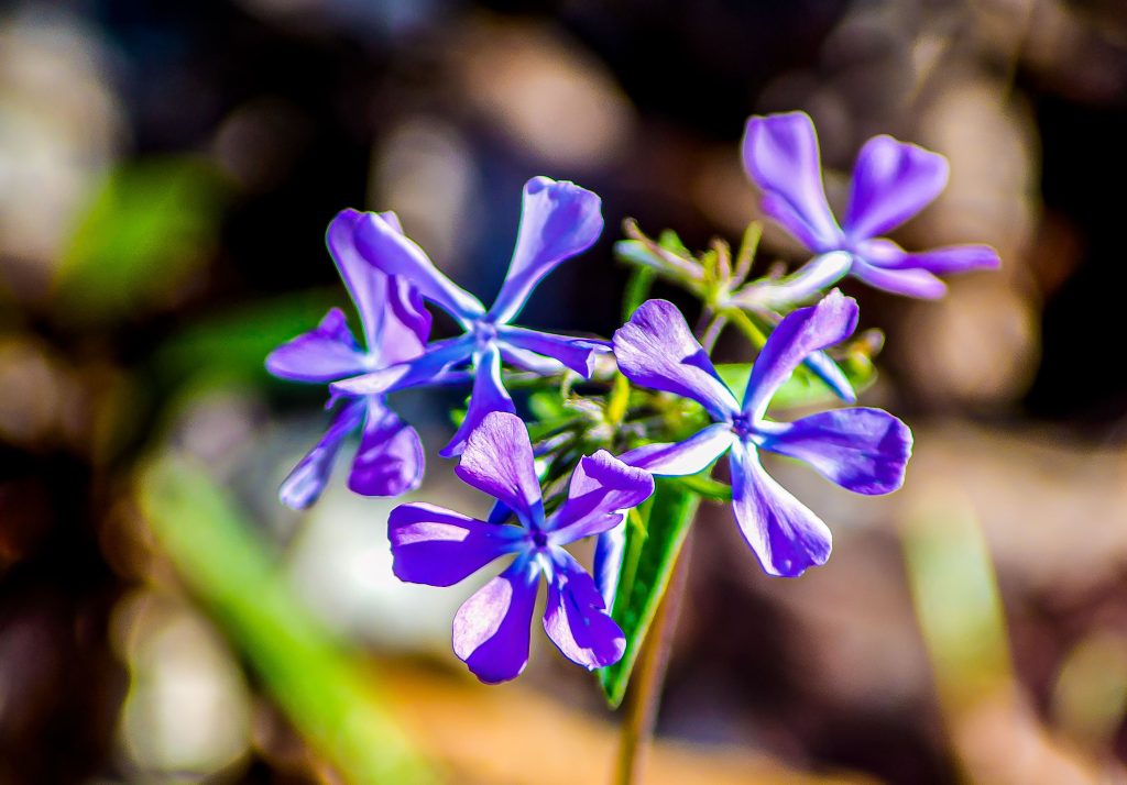 Phlox, Hayes Trail, Charles C. Deam Wilderness, Hoosier National Forest